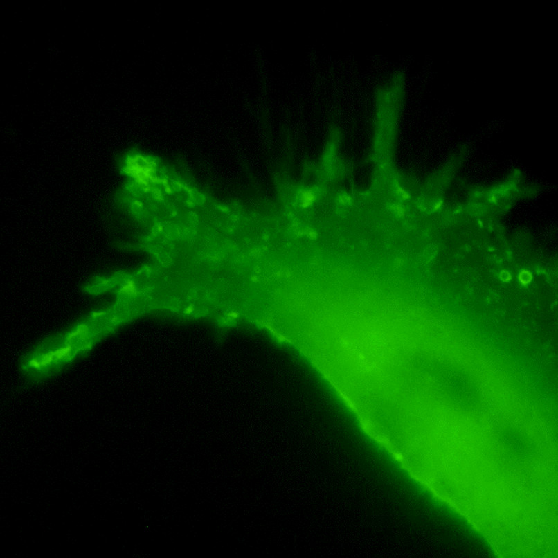 GSA Inhibitors Pax Neuroscience(1)